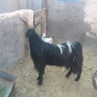 ۴تا بزجوان بابزغاله ویک دوبر