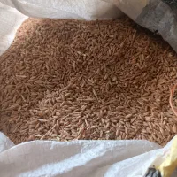 گندم دیم امسال