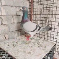 سبز پلاکی نر درجه یک مسافتی