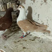 کفتر
