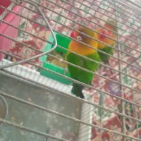 طوطی کوتوله برزیلی