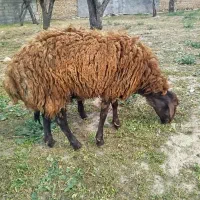یک راس میش افشاری با بره نر شال