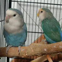طوطی برزیلی کوتوله