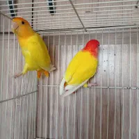 جفت مولدجوجه نروماده کوتوله گرینچیک عروس طوطی|پرنده|مشهد, کشف|دیوار