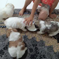 سگ شیترو