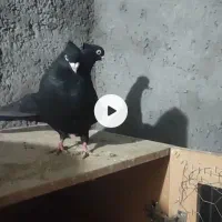 کفتر