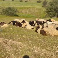 بره شیری چاق چاق