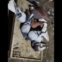 پرنده