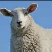 پخش بره زنده فروش پایتخت ارسال به مناطق طهران،