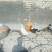 اردک