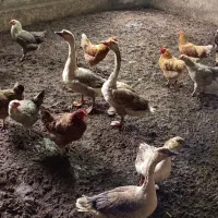 قوغاز نر و ماده . معاوضه با سگ