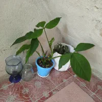 مرجان|گل و گیاه طبیعی|ایلام, |دیوار
