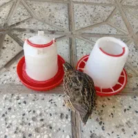 آبخوری و دانه خوری
