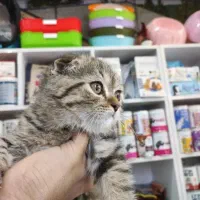 واگذاری گربه اسکاتیش گلد . پت شاپ معتبر .
