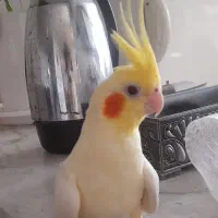 عروس هلندی ماده