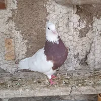 کبوتر