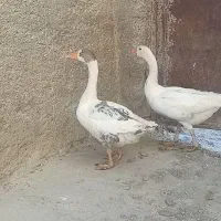 دوعدد غاز ارزان