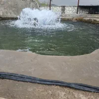 واگذاری لش ماهی پاک شده