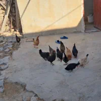 مرغ