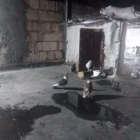 کبوتر