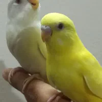 جوجه مرغ عشق آلبینو و لوتینو دستی