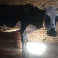 گاو سیمینتال با 2عددگوساله نر هلشتاین