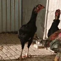 لاری اوشامو