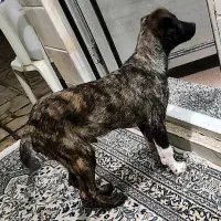 توله افغان