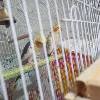 ی جفت عروس هلندی خونگی