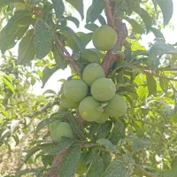 باغچه 300متری