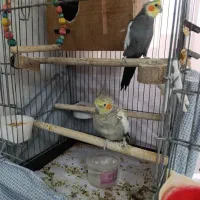 یک جفت عروس هلندی مولد