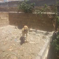 سگ گرگی مناسب باغ ونگهبانی