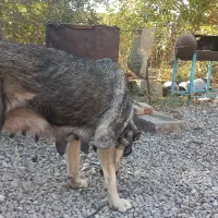 سگ ماده گوسفندی