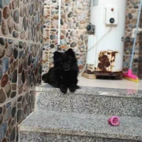 سگ نر پامر اشپیتز