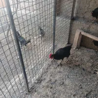 خروس استرالوپ اصل ۶ماهه
