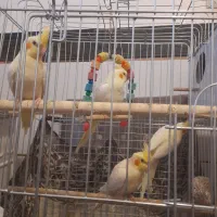 عروس هلندی