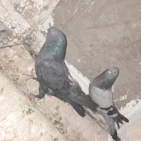 چار جفت جف اصفهانی درجه‌ ۱