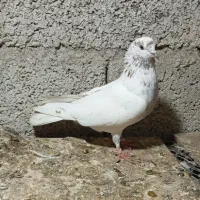 دوتا کبوتر بشرط پرش