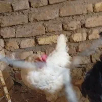 مرغ محلی تخم گذار  درجه یک
