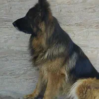 سگ ژرمن بلاک فیس