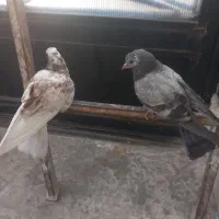 دوتا جوجه کبوتر