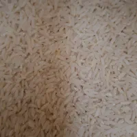 فروش برنج شمال