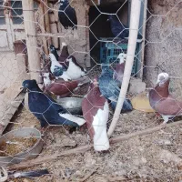 کفتر|پرنده|نیشابور, میدون بار|دیوار