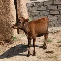 گوساله