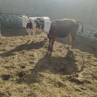 گوساله ماده