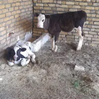 گاو 4عدد
