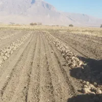 سرکارگر کشاورزی بیستون