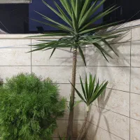 گل یوکا|گل و گیاه طبیعی|گنبد کاووس, |دیوار