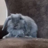 خرگوش مینی لوپ نر بالغ|موش و خرگوش|تهران, شهرک آزمایش|دیوار