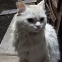 گربه خانگی تمیز